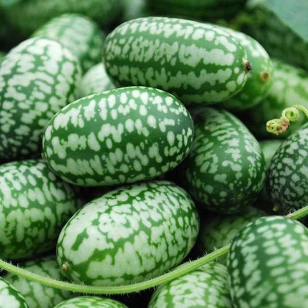 Mini watermelon seeds for growing tiny, round watermelons ideal for home garden decor or snacking